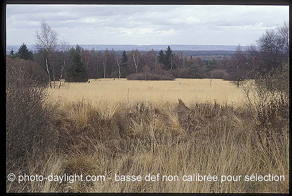 les Hautes Fagnes